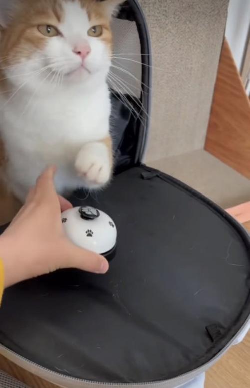 ベルを鳴らす茶白猫