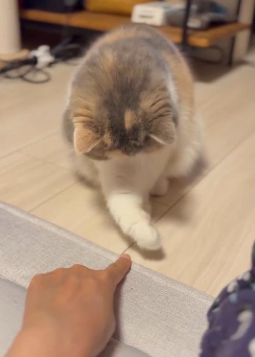 猫パンチが届かない猫2
