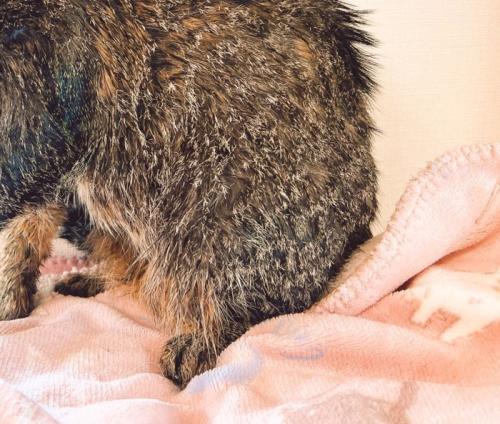 お風呂から上がった猫の足元