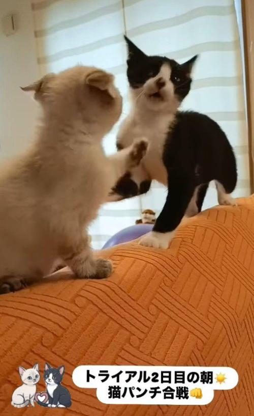 猫パンチをし合う子猫たち