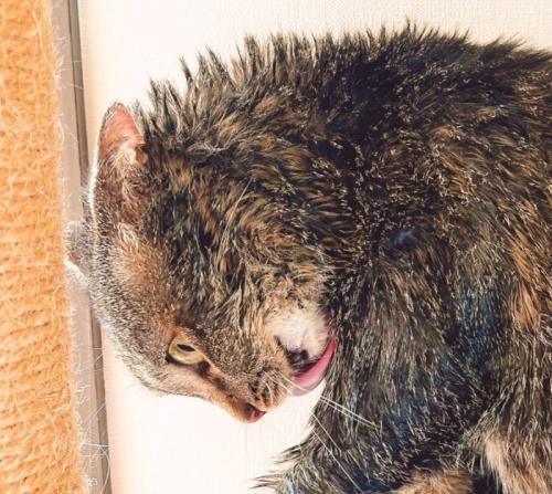 怒りの猫