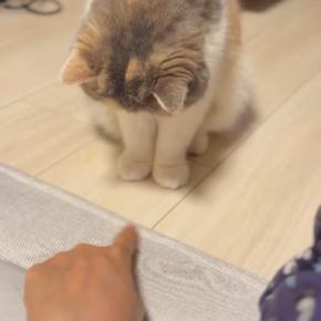 目の前にある『飼い主の指』を狙うネコ→勢いよくパンチを繰り出すと…『可愛すぎる瞬間』に「癒しでしかないｗ」「何度も見てしまった」の声