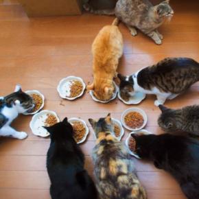 猫の『多頭飼い』に失敗しないための注意点4つ　考慮すべきポイントや飼育環境の整え方