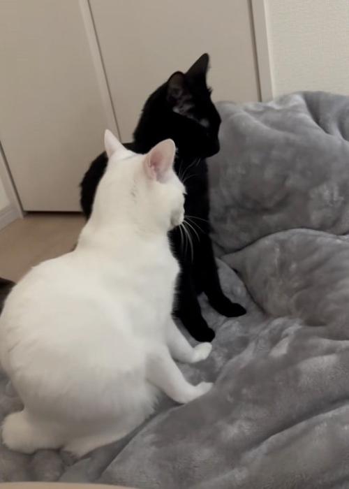伸びる猫