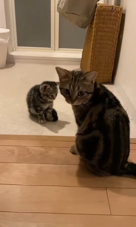 先輩猫と子猫
