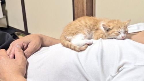 お父さんの胸の上で眠る子猫