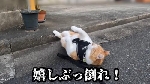 道路で仰向けになる猫