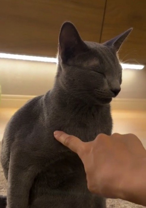 猫の肩に指で触れる飼い主