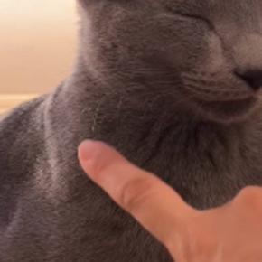 座ったままの状態で『熟睡していた猫』→ツンツンと触ってみると…まさかの光景が35万再生「ずっと見ていられるw」「なんて可愛いのw」