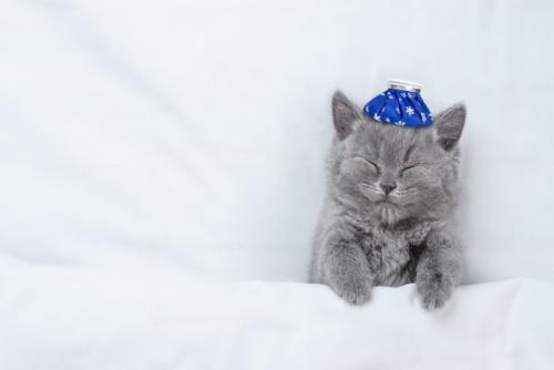 保冷剤と猫