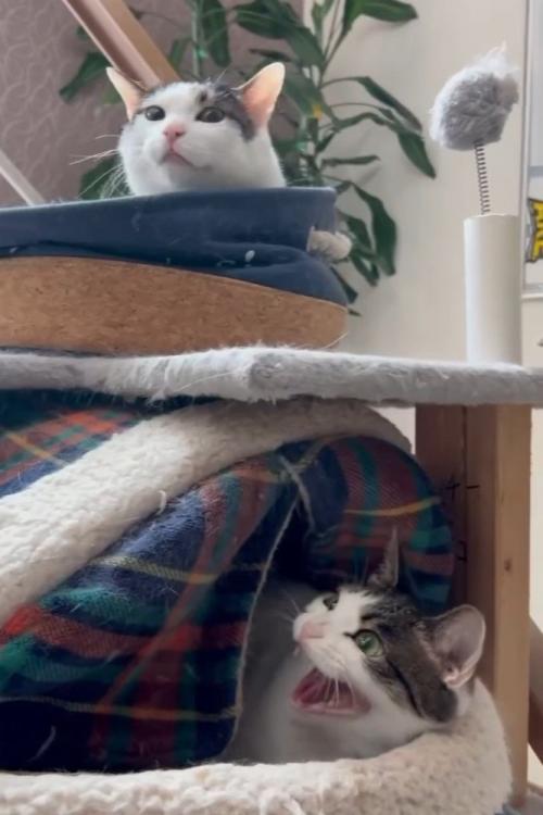 上を見て威嚇する猫