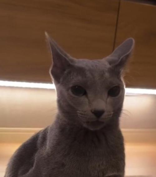 驚いた表情で飼い主を見つめる猫