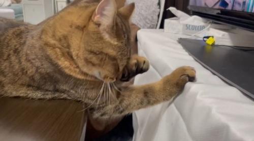 目をこすっている猫
