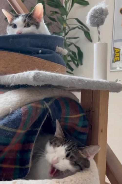 威嚇する下段の猫