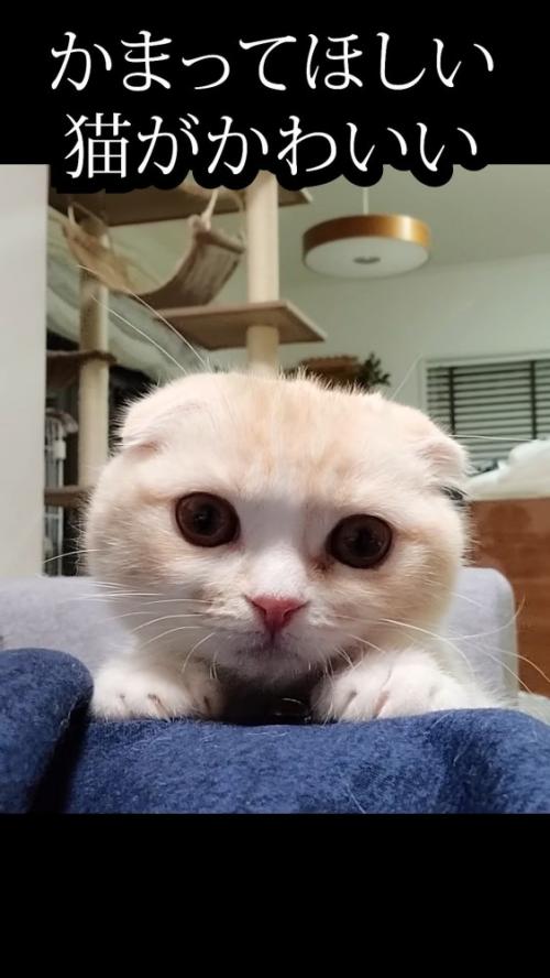 飼い主の脚に手を置く猫