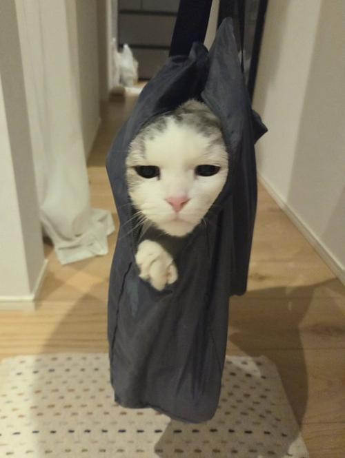 袋の中に入って伏し目になるシルバー柄の猫