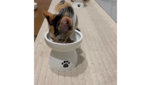 キッチンにいる猫たち