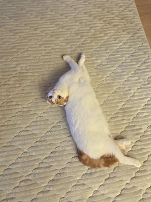 後頭部が背中についているレッド柄の猫