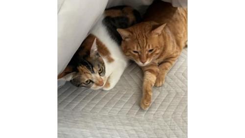 ベッドにいる猫たち