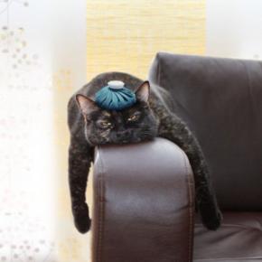 『保冷剤』は猫の暑さ対策に使ってもいいの?4つの注意すべきリスクから安全な使用法まで