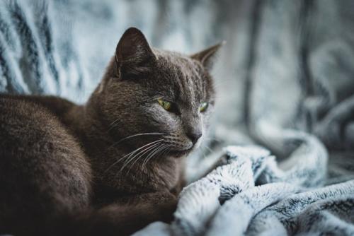 毛布の上の猫