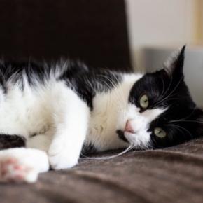 猫に『ストレス』を与えている主な5つの原因　心身への悪影響や負担を減らすためのポイント