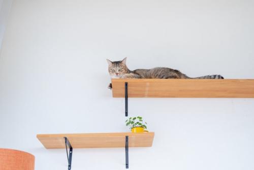 キャットウォークでリラックス