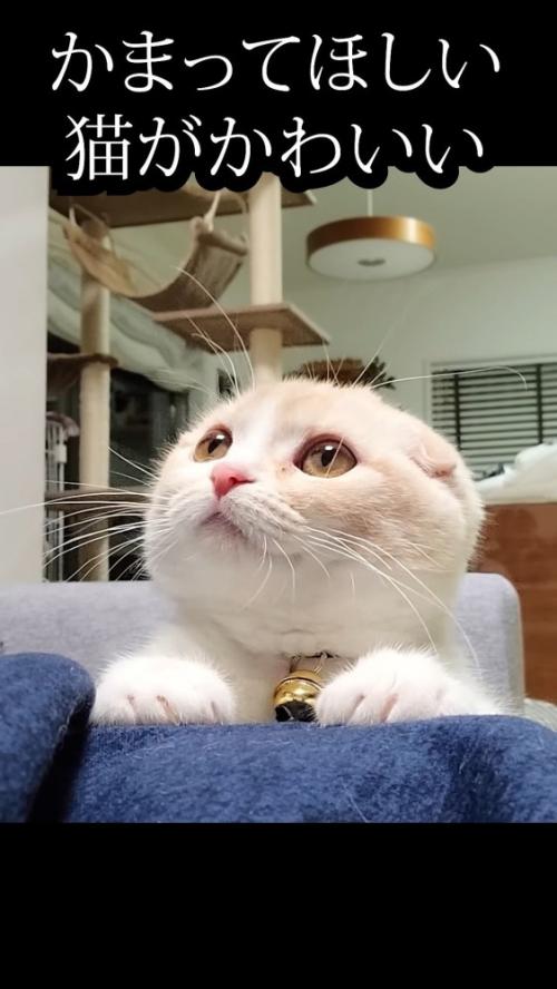 飼い主の脚に手を置く猫