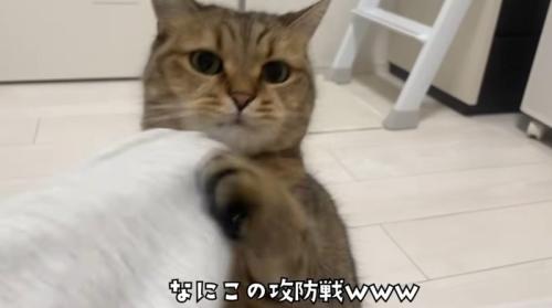 飼い主の手をつかんでいる猫