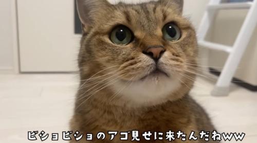 あごに水がついている猫
