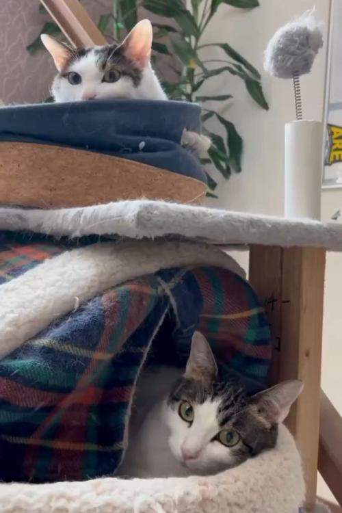 猫ベッドでくつろぐ2匹の猫