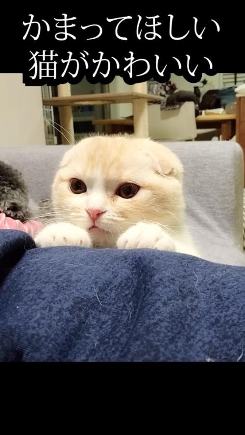 飼い主の脚に手を置く猫
