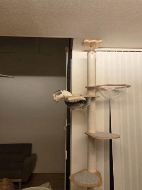 キャットタワーの上にいる謎の生き物