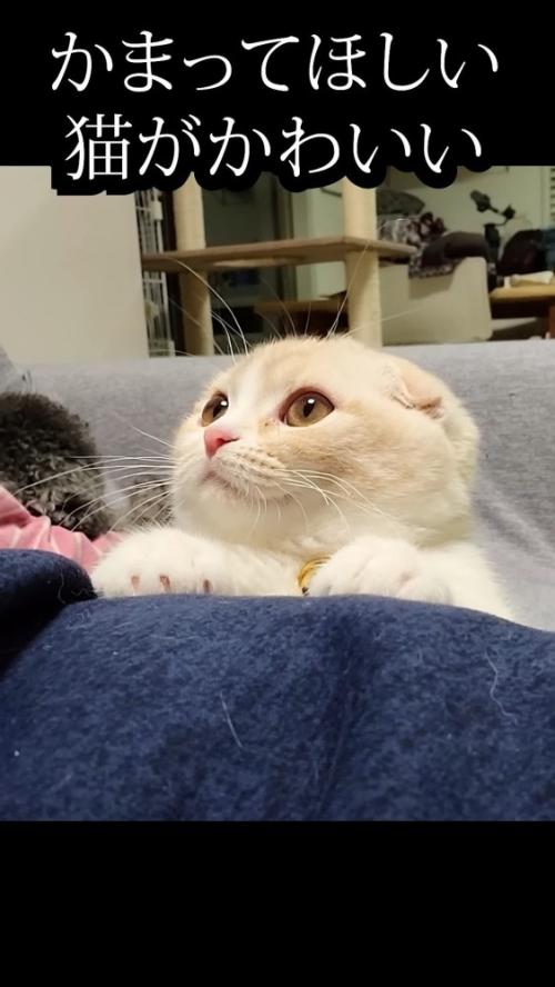 飼い主の脚に手を置く猫