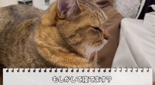 眠そうな猫