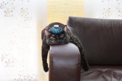 保冷剤を乗せている猫