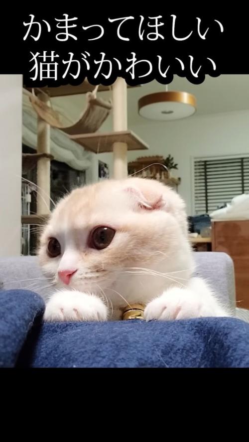 飼い主の脚に手を置く猫