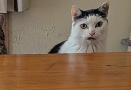 飼い主を見つめる猫