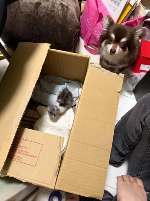 箱の中にいる子猫と見ている犬