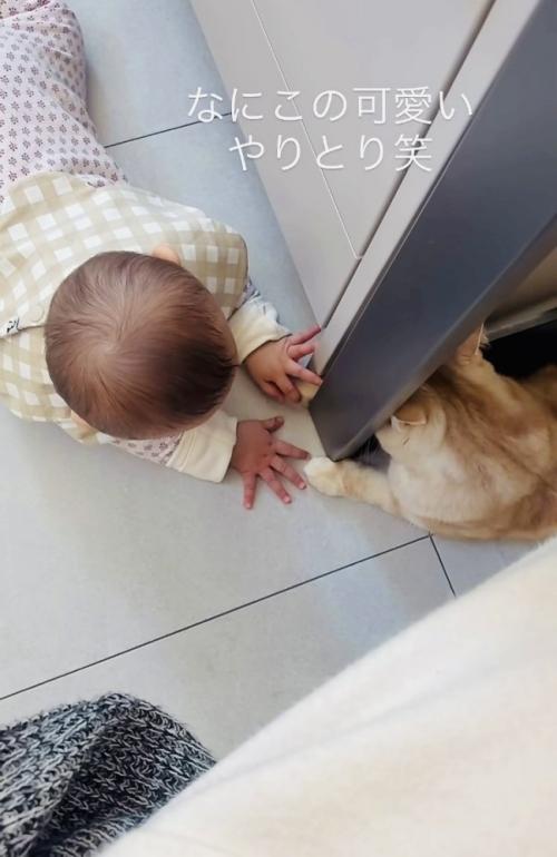 手をちょんちょんし合うスコティッシュフォールドと赤ちゃん