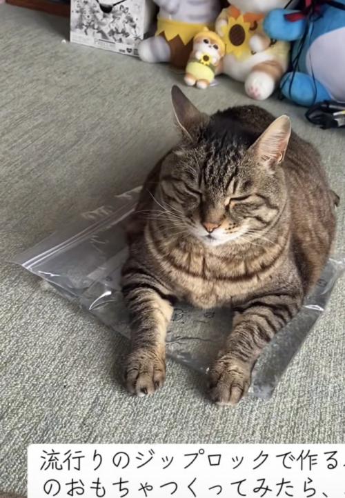 おもちゃの上でくつろぐ猫の写真6