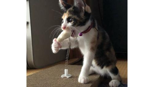 遊ぶ子猫