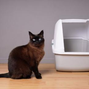 猫をガッカリさせてしまう『トイレ環境』4選 健康を損なう危険性も?改善のポイントまで解説