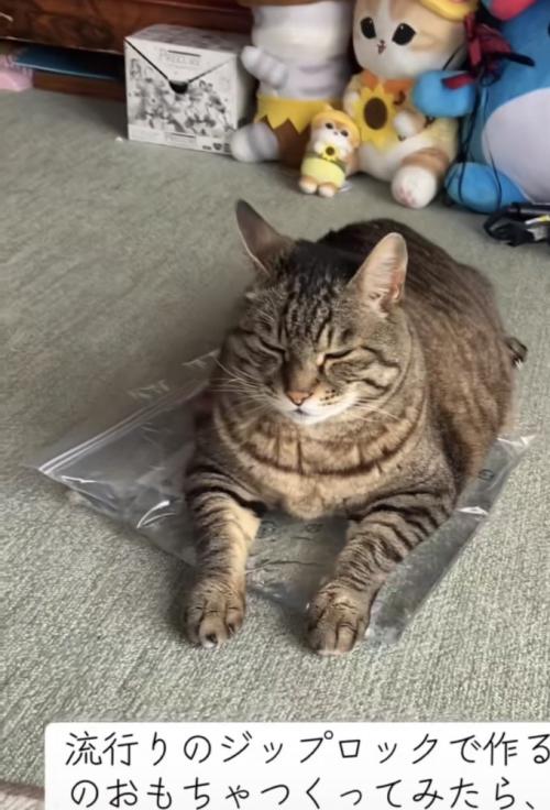 おもちゃの上でくつろぐ猫の写真1