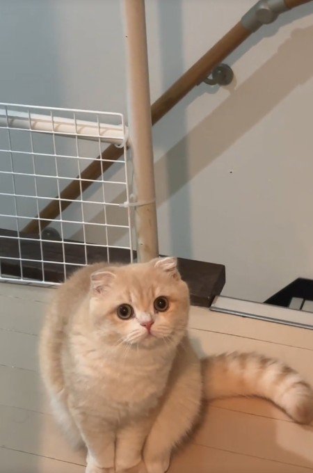 座っている猫