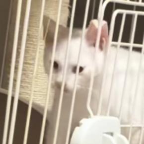 扉は閉まっているのに『ケージの外に出ていた子猫』→なぜだろうと思っていると…衝撃的な瞬間が74万再生「予想を超えてきた」「すごい」