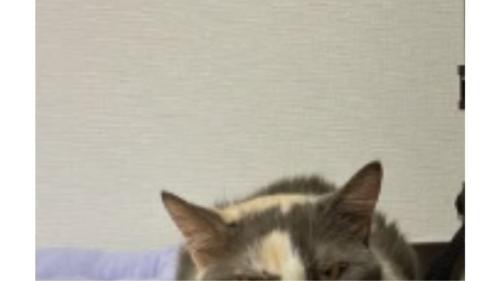 爪とぎにいる猫