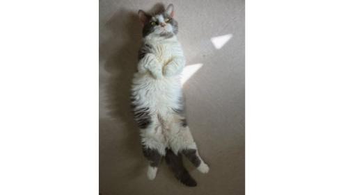 寝転がる猫
