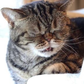 猫が出している『体調不良』のサイン4選 見分けるためのポイントから適切な対処法まで