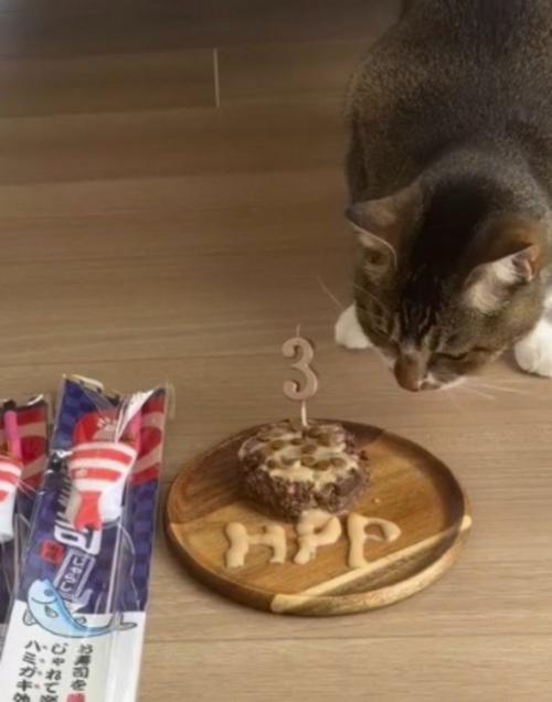 飼い主が用意したプレゼントを見つめる猫
